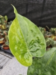 Alocasia cucullata variegata - L