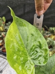 Alocasia cucullata variegata - L