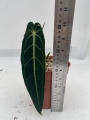 a. warocqueanum 15 - L