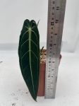a. warocqueanum 15 - L
