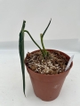 a. warocqueanum 15 - L