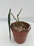 a. warocqueanum 15 - L
