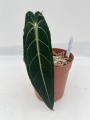 a. warocqueanum 15 - L