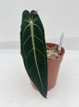 a. warocqueanum 15 - L