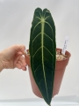 a. warocqueanum 15 - L