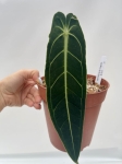a. warocqueanum 15 - L