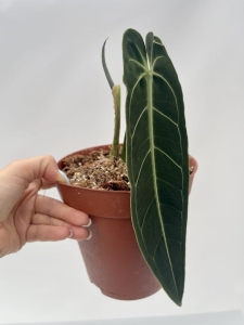 Anthurium warocqueanum 15 - L 