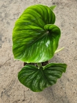 Philodendron plowmanii - XL