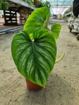 Philodendron plowmanii - XL