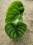Philodendron plowmanii - XL