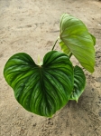 Philodendron plowmanii - XL