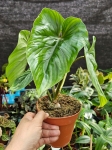 Philodendron plowmanii - XL