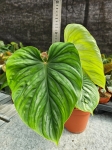 Philodendron plowmanii - XL