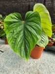 Philodendron plowmanii - XL