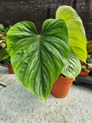  Philodendron plowmanii - XL