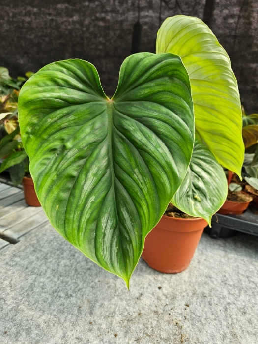 Philodendron plowmanii - XL