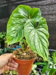 Philodendron plowmanii - XL