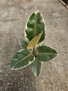 Ficus elastica Tineke - M