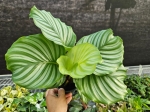 Goeppertia (Calathea) orbifolia - M