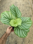 Goeppertia (Calathea) orbifolia - M