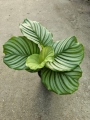Goeppertia (Calathea) orbifolia - M