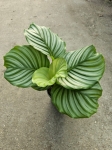 Goeppertia (Calathea) orbifolia - M