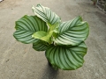 Goeppertia (Calathea) orbifolia - M
