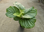 Goeppertia (Calathea) orbifolia - M