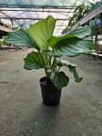 Goeppertia (Calathea) orbifolia - M