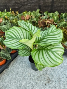 Goeppertia (Calathea) orbifolia - M