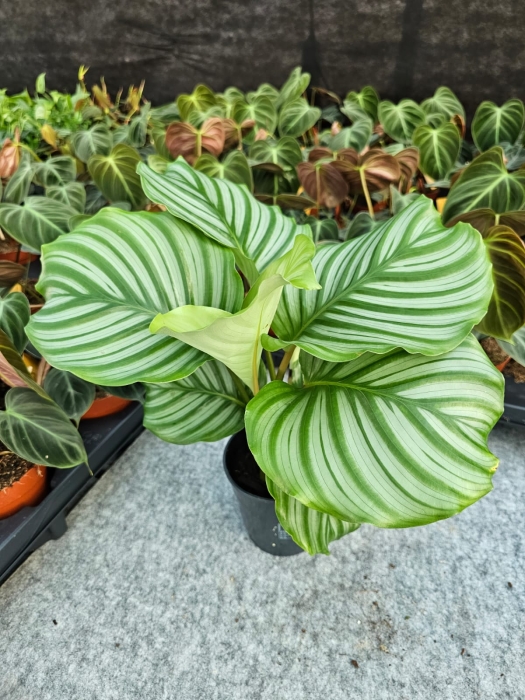 Goeppertia (Calathea) orbifolia - M