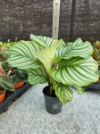Goeppertia (Calathea) orbifolia - M