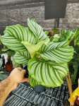 Goeppertia (Calathea) orbifolia - M