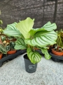 Goeppertia (Calathea) orbifolia - M