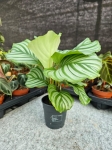 Goeppertia (Calathea) orbifolia - M