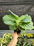 Goeppertia (Calathea) orbifolia - M