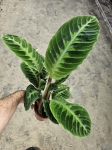 Goeppertia (Calathea) warscewiczii - M