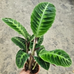 Goeppertia (Calathea) warscewiczii - M