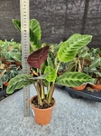 Goeppertia (Calathea) warscewiczii - M