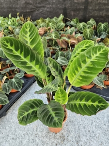  Goeppertia (Calathea) warscewiczii - M