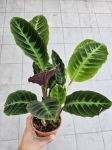 Goeppertia (Calathea) warscewiczii - M