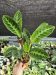Goeppertia (Calathea) warscewiczii - M