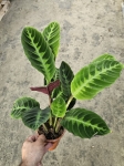 Goeppertia (Calathea) warscewiczii - M