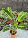 Goeppertia (Calathea) warscewiczii - M