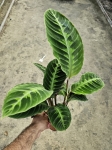 Goeppertia (Calathea) warscewiczii - M