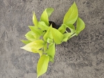 Epipremnum Golden Pothos / Neon - M