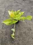 Epipremnum Golden Pothos / Neon - M