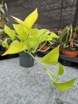 Epipremnum Golden Pothos / Neon - M
