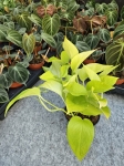 Epipremnum Golden Pothos / Neon - M