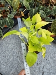 Epipremnum Golden Pothos / Neon - M